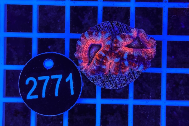 Acanthastrea lordhowensis Ultra - 2771_21