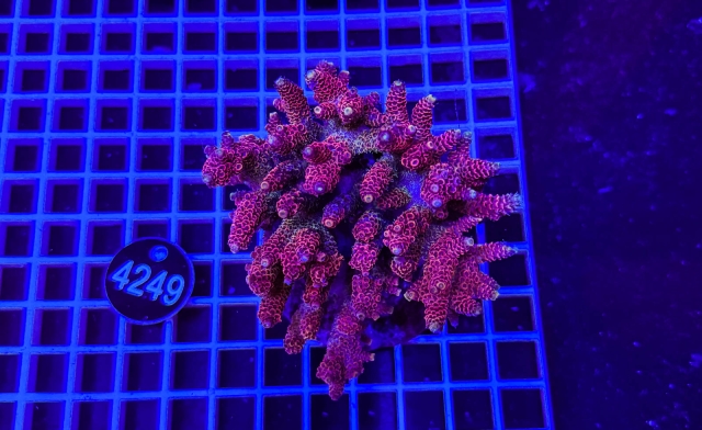 Acropora Indo Maricultured