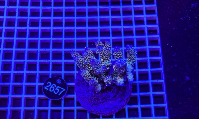 Acropora Indo Maricultured