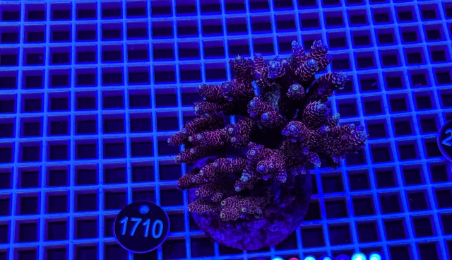 Acropora Indo Maricultured