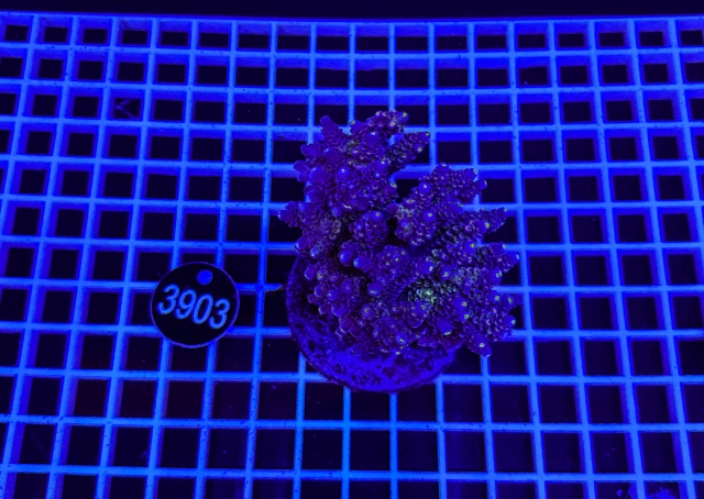 Acropora Indo Maricultured