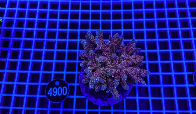 Acropora Indo Maricultured