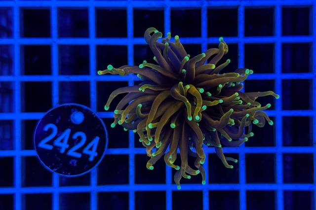 Euphyllia glabrescens