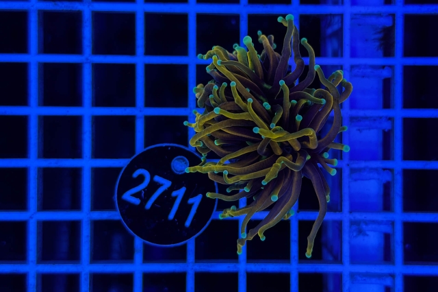 Euphyllia glabrescens