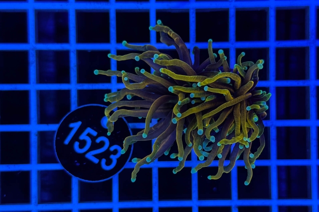 Euphyllia glabrescens