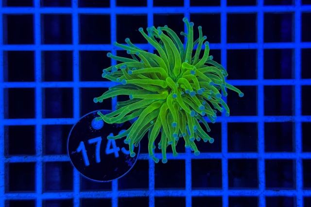 Euphyllia glabrescens