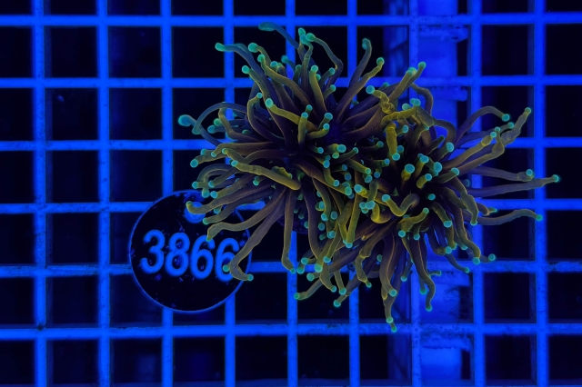 Euphyllia glabrescens Euphyllia glabrescens