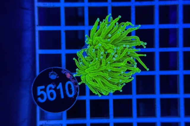 Euphyllia glabrescens - 5610_22