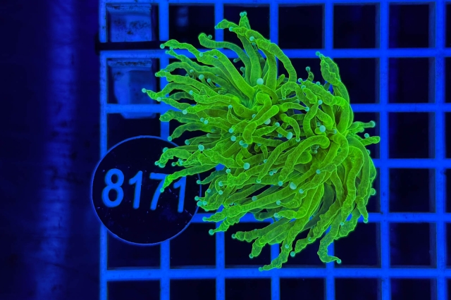 Euphyllia glabrescens Euphyllia glabrescens