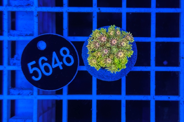 Goniopora Rainbow - 5648_22