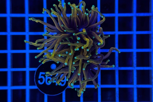 Euphyllia glabrescens - 5649_22