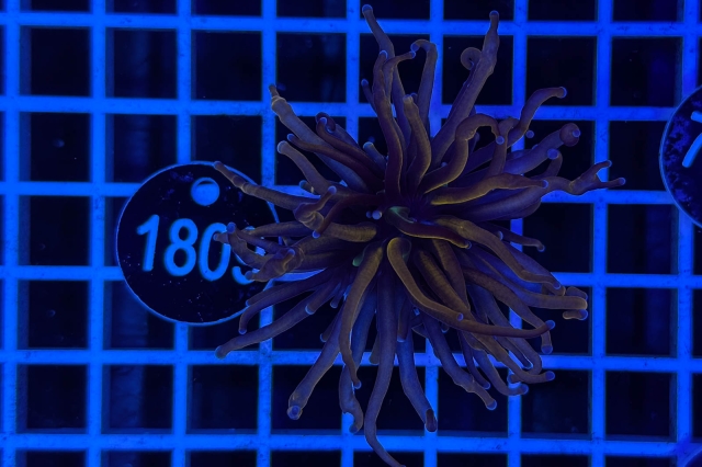 Euphyllia glabrescens - 1809_22