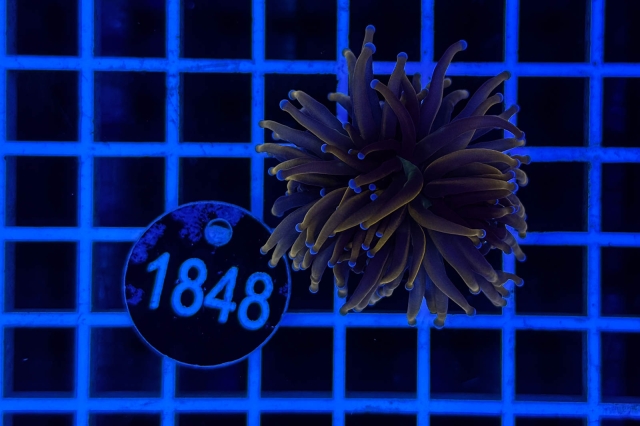 Euphyllia glabrescens - 1848_22