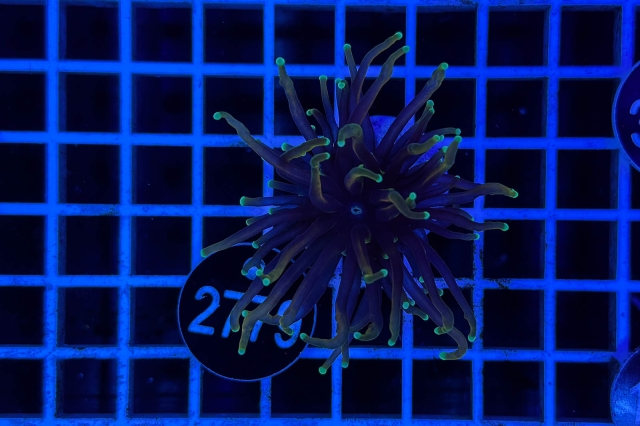 Euphyllia glabrescens - 2779_22