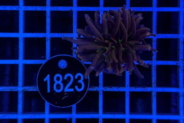 Euphyllia glabrescens - 1823_22