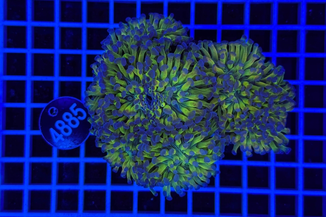 Euphyllia paraancora - 4885_22