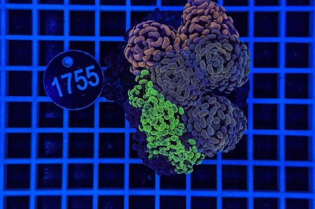 Euphyllia paraancora - 1755_22