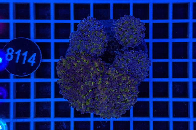 Euphyllia paraancora - 8114_22