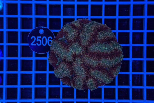 Lobophyllia