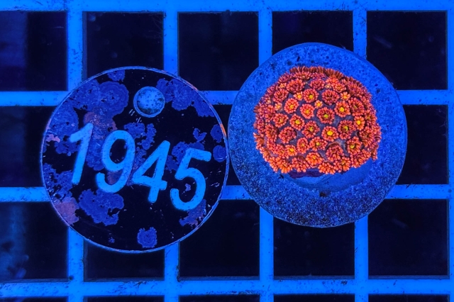 Goniopora Rainbow - 1945_22