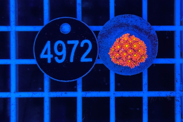 Goniopora Rainbow - 4972_22