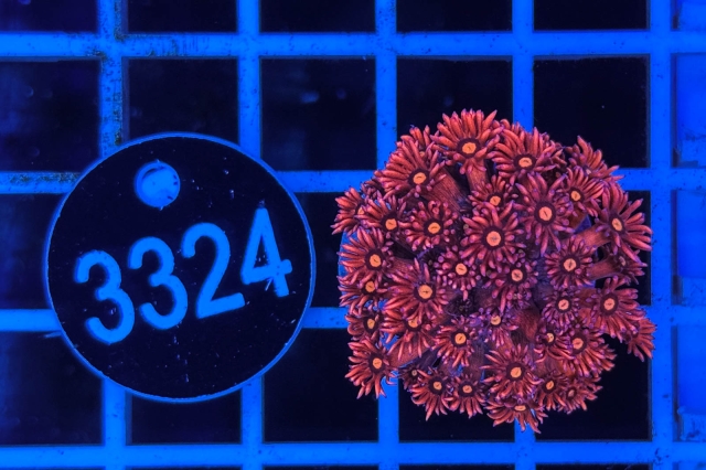 Goniopora Rainbow - 3324_22