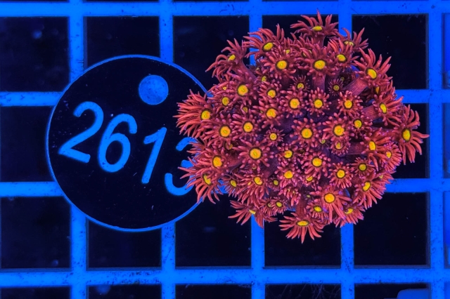 Goniopora Rainbow Goniopora Rainbow