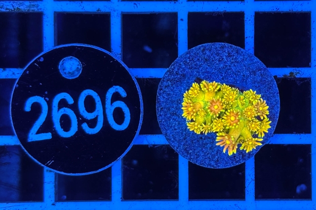 Goniopora Rainbow - 2696_22