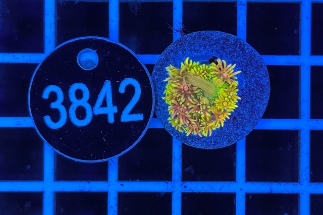 Goniopora Rainbow - 3842_22