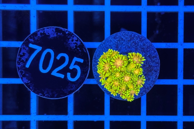 Goniopora Rainbow - 7025_22