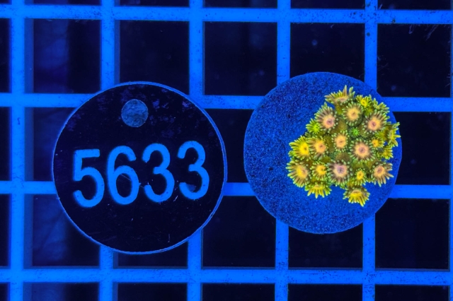 Goniopora Rainbow - 5633_22