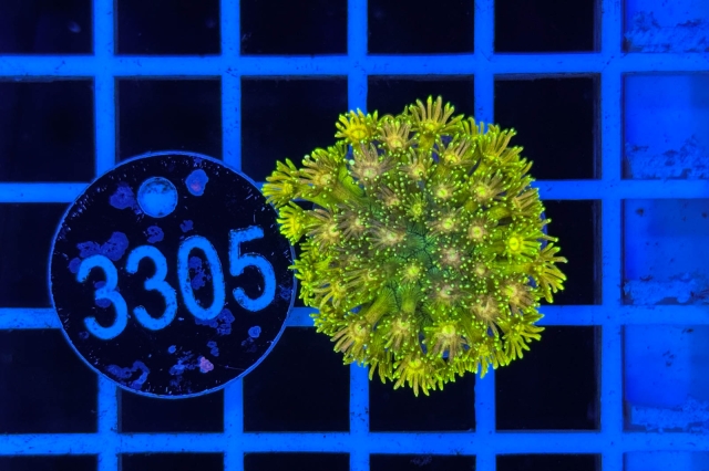 Goniopora Rainbow Goniopora Rainbow