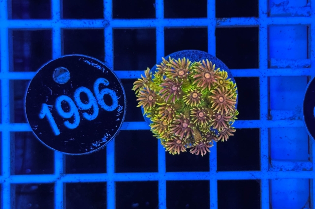 Goniopora Rainbow - 1996_22