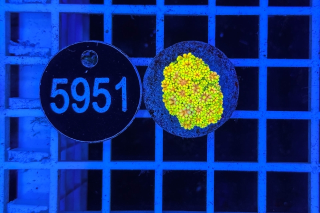 Goniopora Rainbow Goniopora Rainbow