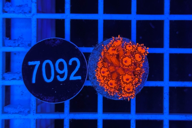 Goniopora Rainbow - 7092_22