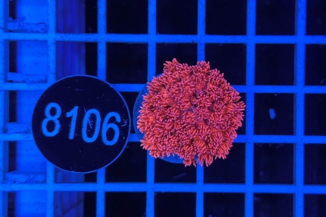 Goniopora Rainbow - 8106_22