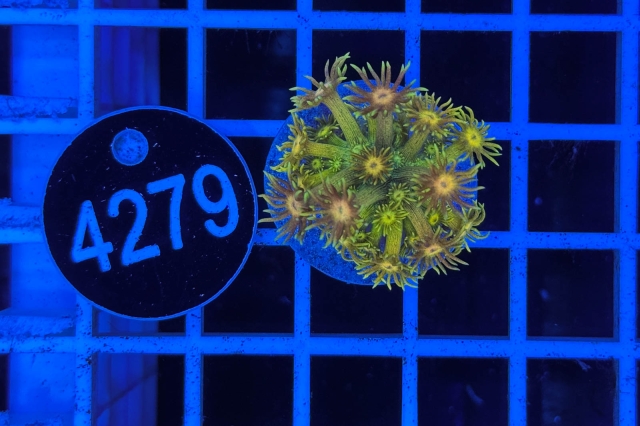 Goniopora Rainbow - 4279_22