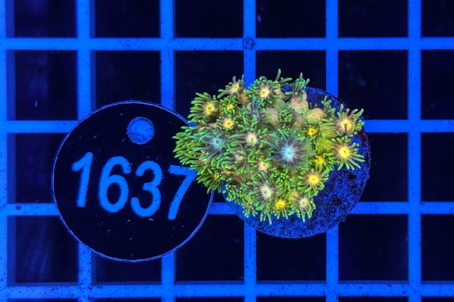 Goniopora Rainbow - 1637_22