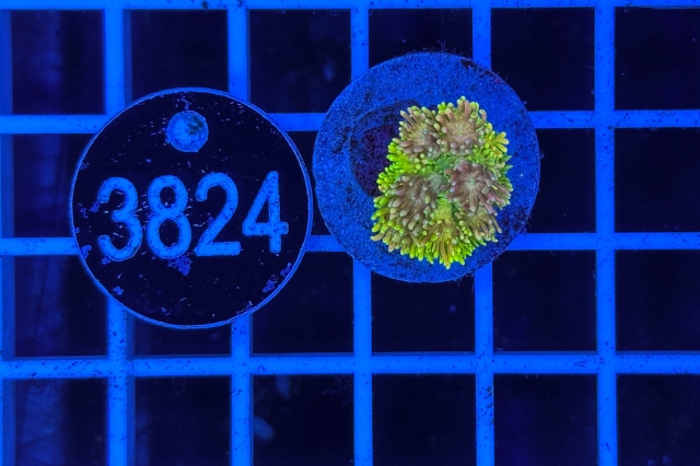 Goniopora Rainbow - 3824_22