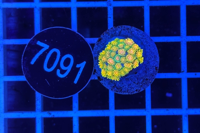 Goniopora Rainbow - 7091_22