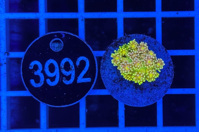 Goniopora Rainbow Goniopora Rainbow