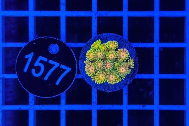 Goniopora Rainbow - 1577_22