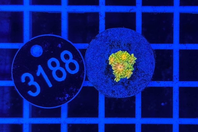 Goniopora Rainbow - 3188_22