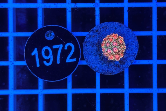 Goniopora Rainbow - 1972_22