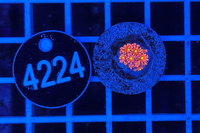 Goniopora Rainbow - 4224_22