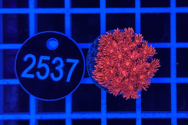 Goniopora Rainbow Goniopora Rainbow