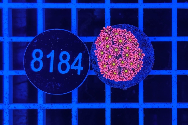 Goniopora Rainbow - 8184_22