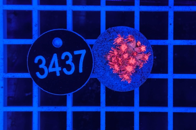 Goniopora Rainbow Goniopora Rainbow