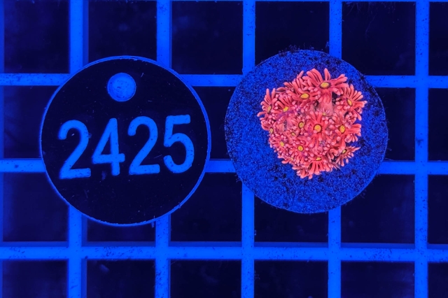 Goniopora Rainbow - 2425_22