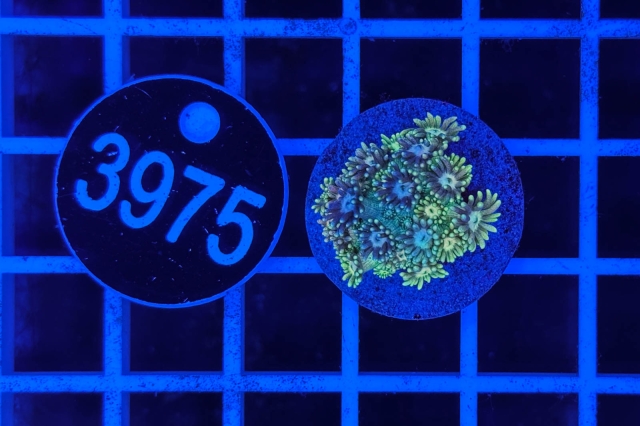 Goniopora Rainbow - 3975_22